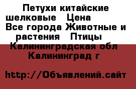 Петухи китайские шелковые › Цена ­ 1 000 - Все города Животные и растения » Птицы   . Калининградская обл.,Калининград г.